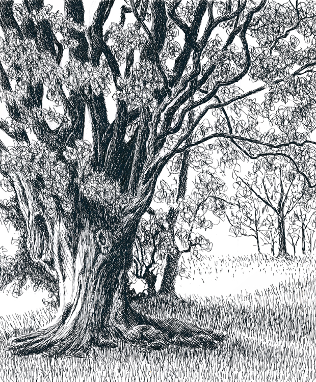 Beech Trees, Box Hill, Surrey, UK