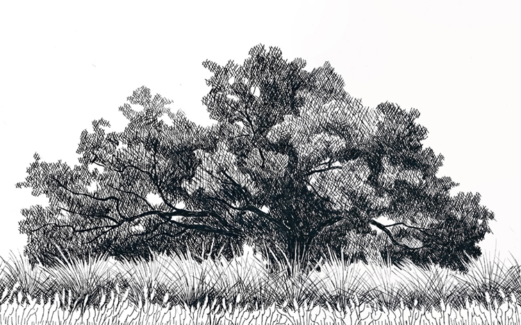 Coast Live Oak, UC Davis Arboretum, Yolo County