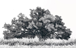 Coast Live Oak, UC Davis Arboretum