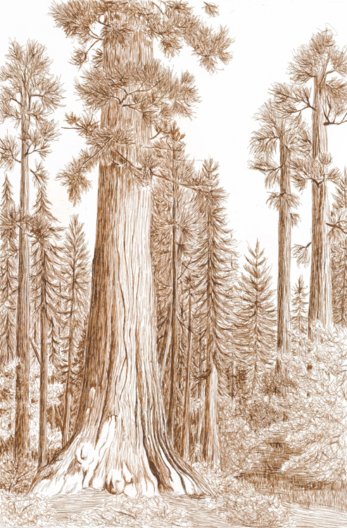 Giant Sequoia, Calaveras Big Trees state Park, California (Right)