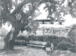 Shady bench, UC Davis Arboretum