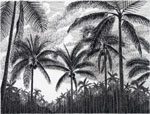 Palm Trees