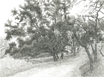 Into the Woods, Briones Regional Park, California