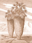 FanPalms