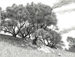 Live oaks, Briones Regional Park