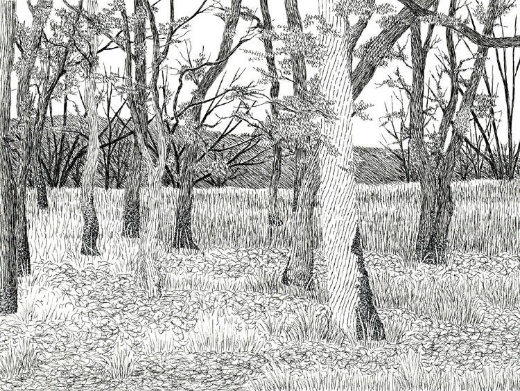 Blue oak woodland