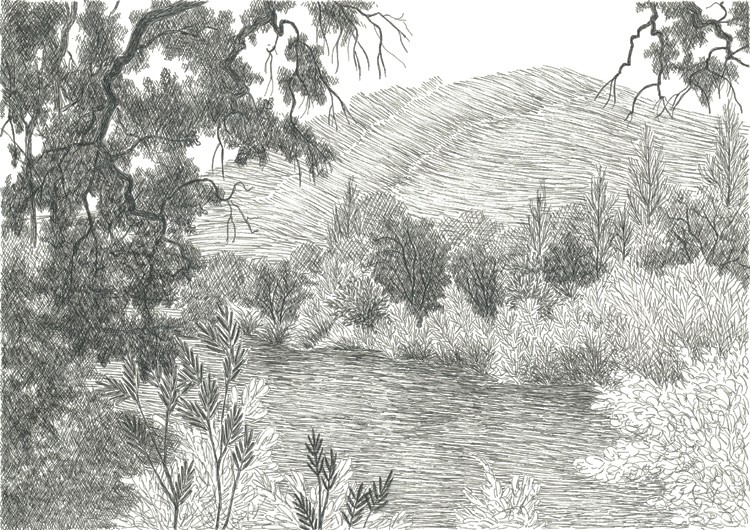 Oaks along Putah Creek