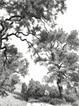 Blue oaks, Stebbins Cold Canyon Reserve,California