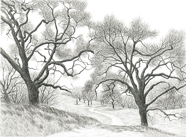 Two oaks, Briones