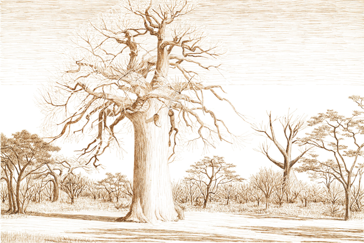 Baobabs