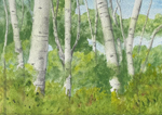 Aspen Trees in Summer, Monitor Pass, California