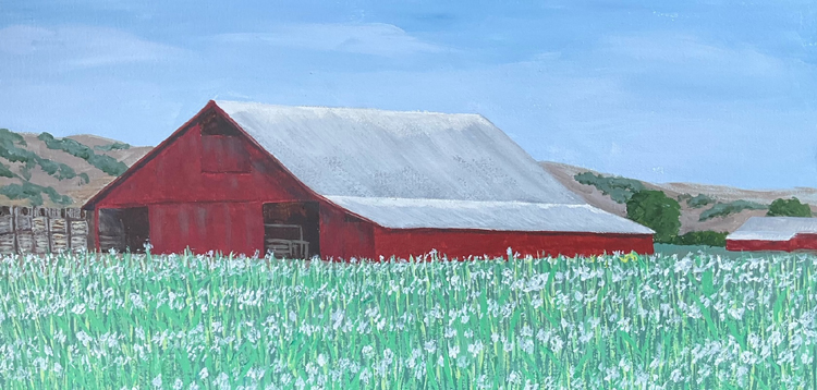 Red Barn in an Onion Field, YoloCounty, California