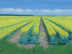 Brassica in Bloom, Yolo County, California