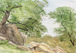 Oak tree and rock, Briones Regional Park, Contra Costa County, California