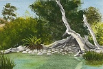 Downed Tree, Putah Creek Fishing Access 4