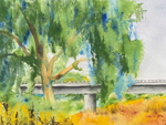 Eucalyptus by the Old Davis Road Bridge