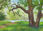 Oak Tree,Levee Road Trail. Putah Creek Riparian Reserve