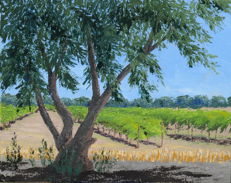 Olive Tree and Vineyards, Hopkins Road, UC Davis