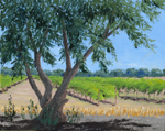 Olive Tree and Vineyard, UC Davis, California