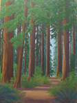 Coast Redwoods