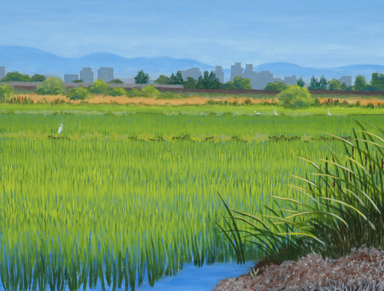 Rice Fields in Yolo Bypass, Yolo County, California