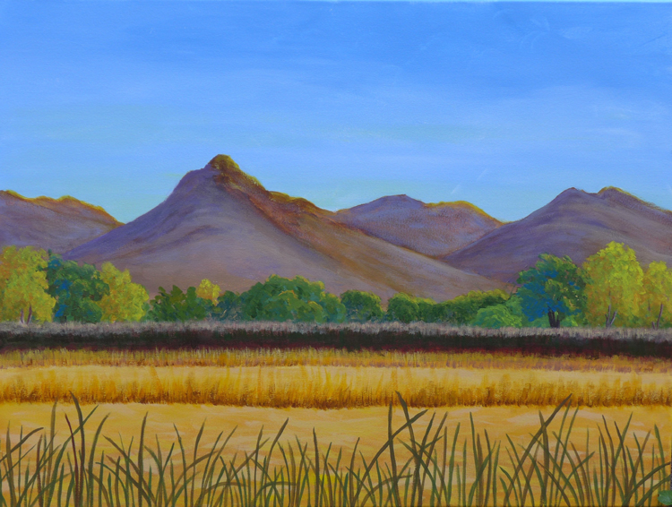 Rice Fields by Sutter Buttes