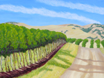 Vineyards on the Hillside