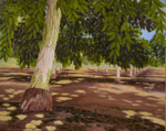 Walnut Orchard